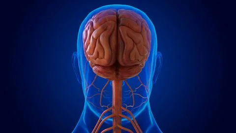 The nervous system includes the brain, spinal cord, and a complex network o.. Illustrazione stock