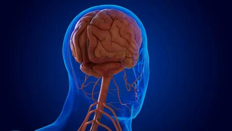 The nervous system includes the brain, spinal cord, and a complex network o.. Illustrazione stock