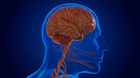 The nervous system includes the brain, spinal cord, and a complex network o.. Illustrazione stock