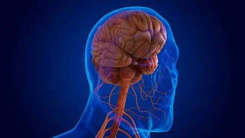 The nervous system includes the brain, spinal cord, and a complex network o.. Stock Illustration