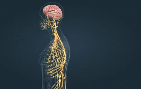 The nervous system includes the brain, spinal cord, and a complex network o.. Stock Illustration
