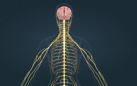 The nervous system includes the brain, spinal cord, and a complex network o.. Illustrazione stock