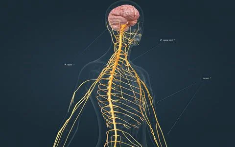 The nervous system includes the brain, spinal cord, and a complex network o.. Illustrazione stock