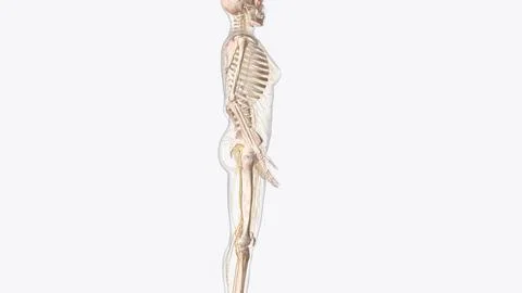 Nervous system includes the brain, spinal cord, and a complex network of nerv Stock Illustration