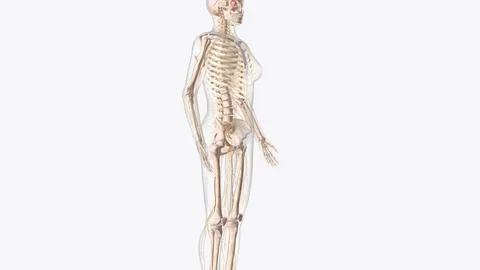 Nervous system includes the brain, spinal cord, and a complex network of nerv Illustrazione stock