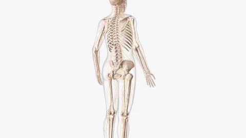 Nervous system includes the brain, spinal cord, and a complex network of nerv 스톡 일러스트