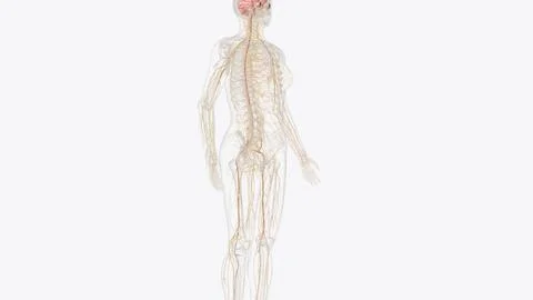 Nervous system includes the brain, spinal cord, and a complex network of nerv Illustrazione stock