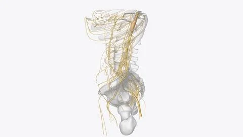 Nervous system includes the brain, spinal cord, and a complex network of nerv 스톡 일러스트