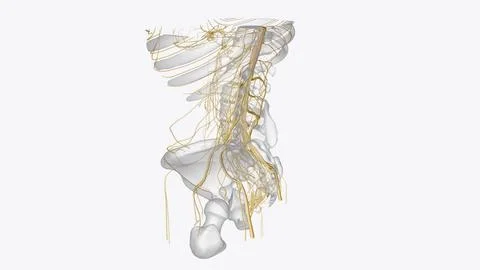 Nervous system includes the brain, spinal cord, and a complex network of nerv 스톡 일러스트