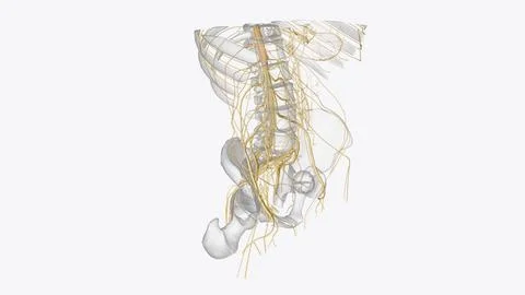 Nervous system includes the brain, spinal cord, and a complex network of nerv 스톡 사진