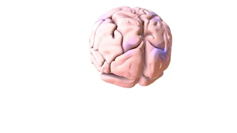 The nervous system is made up of the brain, spinal cord, and a complex network Stock Footage 245277906