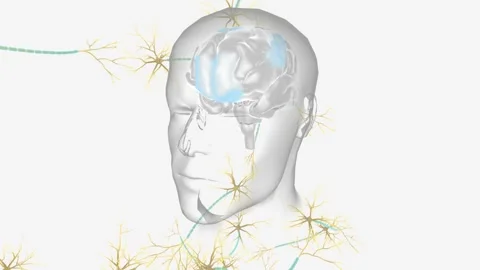 The nervous system is made up of the brain, spinal cord, and a complex network 動画素材 245280762