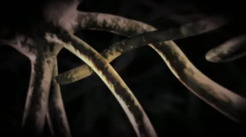 Nervous System Neuron Cells Stock Footage 21219138