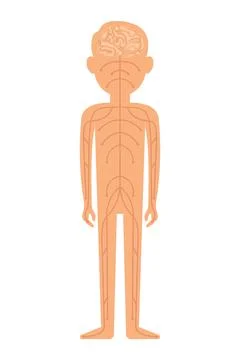 Nervous system. Vector illustration isolated on white background Stock Illustration