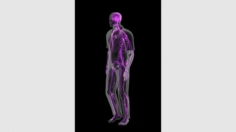 Nervous System Walking Profile View Isolated Stock-Footage 329294103