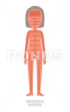 Human Body Anatomy Vector Woman Internal Stock Vector (Royalty