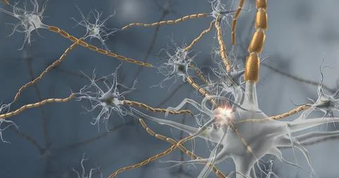 Nervous tissue is found in the brain, spinal cord, and nerves 3d illustration Stock Illustration