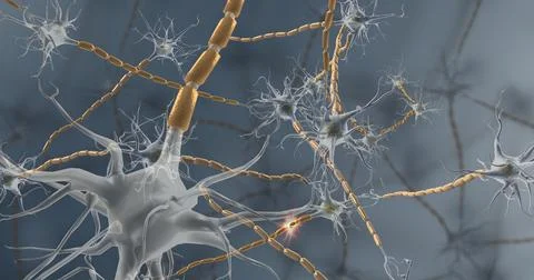 Nervous tissue is found in the brain, spinal cord, and nerves 3d illustration Stock Illustration