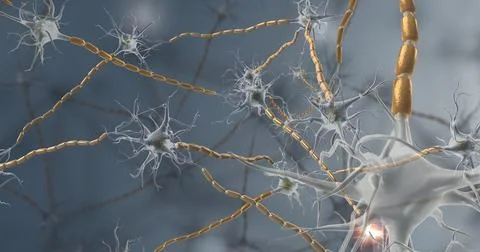 Nervous tissue is found in the brain, spinal cord, and nerves 3d illustration Stock Illustration
