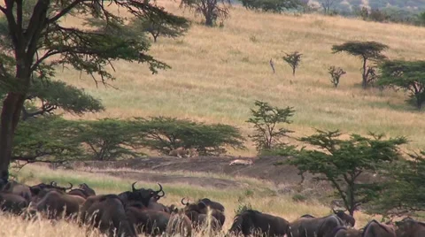 Nervous Wildebeest Stock Footage 33791592