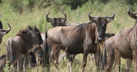 Nervous Wildebeest Vídeos de archivo 138054659