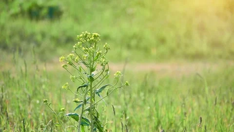 Neslia paniculata (commonly called ball mustard) is plant species in family B Stock Footage 198722538