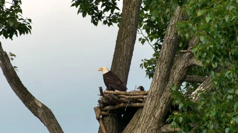 Nest Of The Bald Eagle And Her Eaglets On Top Of The Tree. static shot 動画素材 154927024
