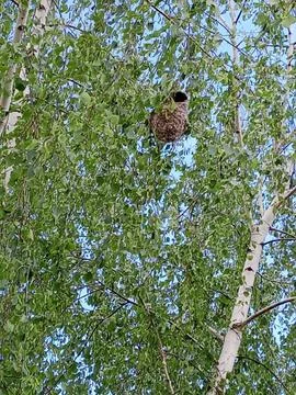 Nest on a birch tree Stockfoto's