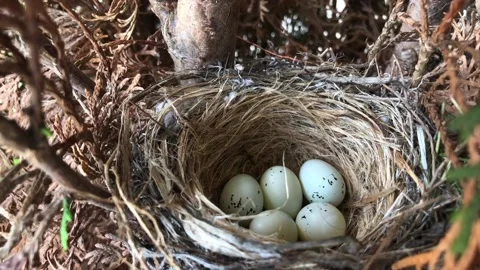 Nest with bird eggs on a tree branch. Stock Footage 201894025