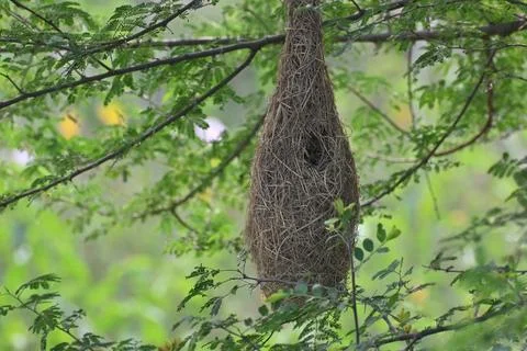 The nest of a bird Foto stock