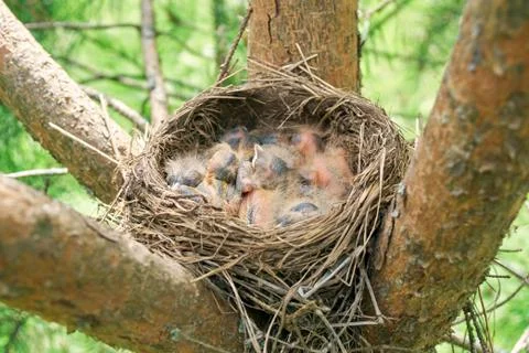 Nest of a bird with sleeping newborn thrush nestlings located on the pine tre Stockfoto's