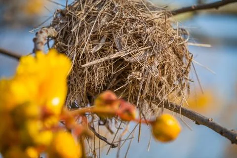 Nest bird on the tree Stock Photos