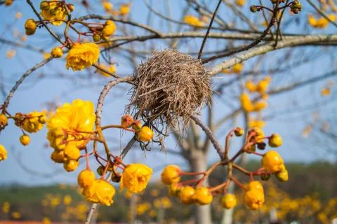 Nest bird on the tree Stock Photos
