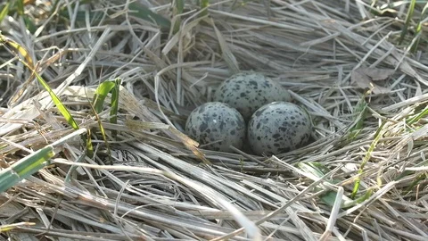 Nest of black-headed gulls with typical clutch of eggs. Stock Footage 90513115