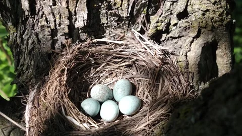 The nest of a blackbird with eggs curled up in the thickets of trees. Stock Footage