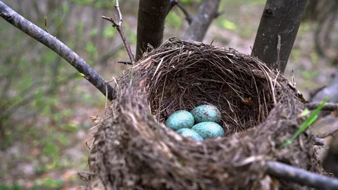 Nest of Blackbird with eggs, spring environment, nest on branch Stock Footage 104047850