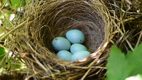 Nest with blue eggs Stock Footage 110832532