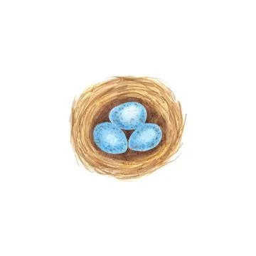 Nest with blue eggs isolated on white background. Watercolor illustration Stock Illustration