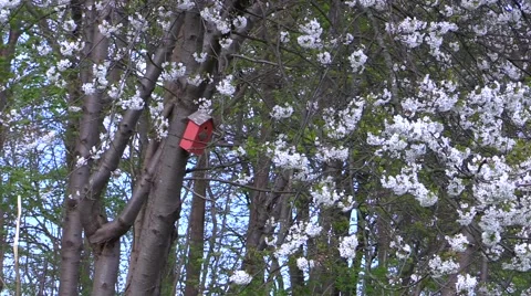 Nest box on blooming tree in the bird sanctuary at Rungstedlund Video stock 49659208