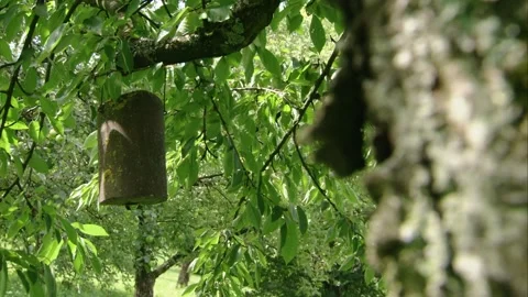 Nest box in fruit tree on traditional orchard meadow in summer Stock Footage 310951680