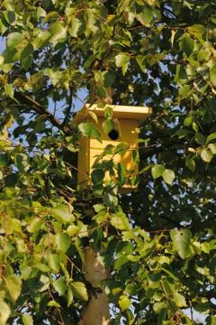 Nest box for tomtit Foto stock
