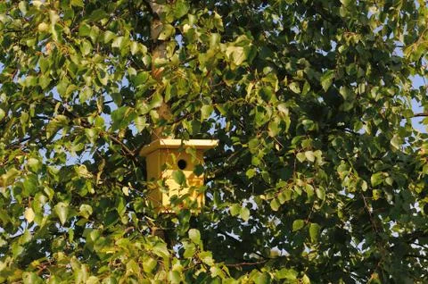 Nest box for tomtit Stock Photos