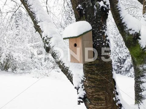 Nest Box Under Snow