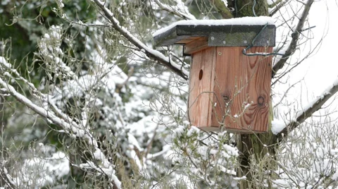 Nest box in winter Vídeo Stock 33789484