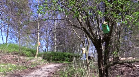 Nest boxes in trees in the bird sanctuary at Rungstedlund 스톡 동영상 49412483