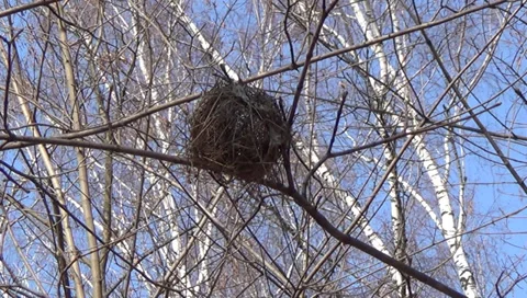 Nest on the branch Stock Footage 37114976