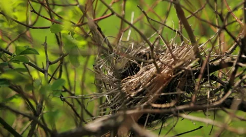 Nest on a branch Stock Footage 50394289