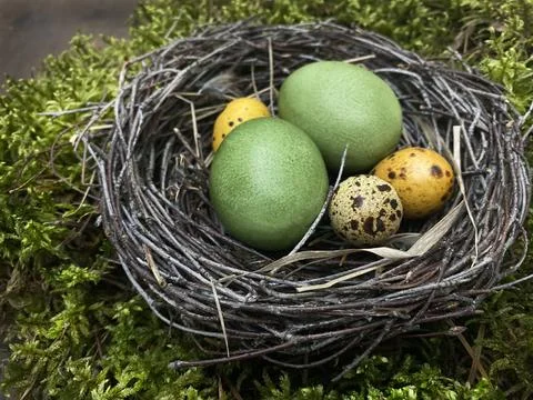 A nest of branches with Easter eggs on a background of natural green moss. Stock Photos