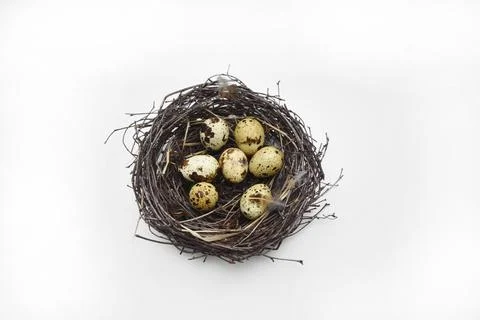 Nest of branches with Easter eggs on a white isolated background. Stock Photos