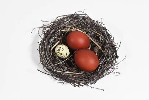 Nest of branches with Easter eggs on a white isolated background. Stock Photos